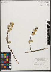 Foto von Salix L.
